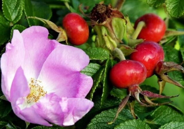 Rose hip